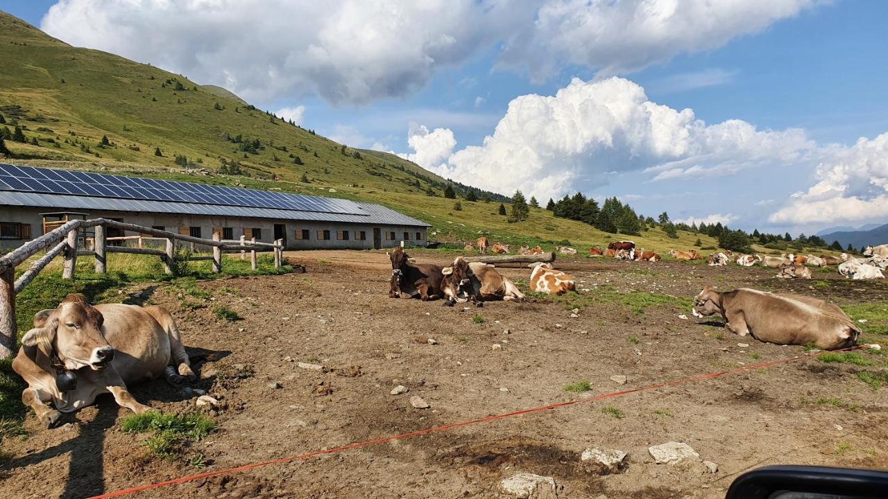Marmot Apartment Dimaro Eksteriør billede